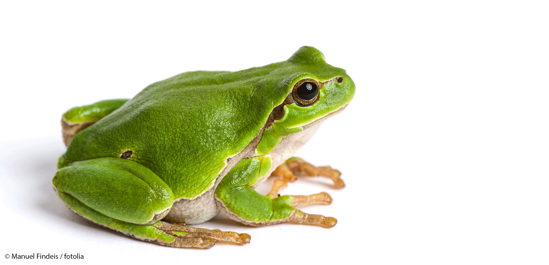 Grüner Frosch vor weißem Hintergrund