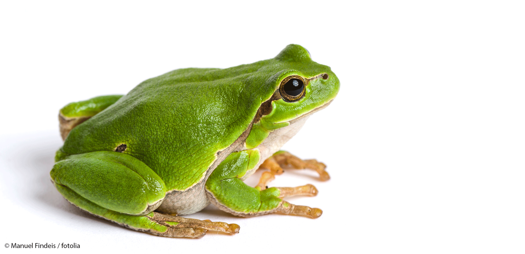 Frosch_Fotolia_M_copyright_Manuel_Findeis Grüner Frosch vor weißem Hintergrund